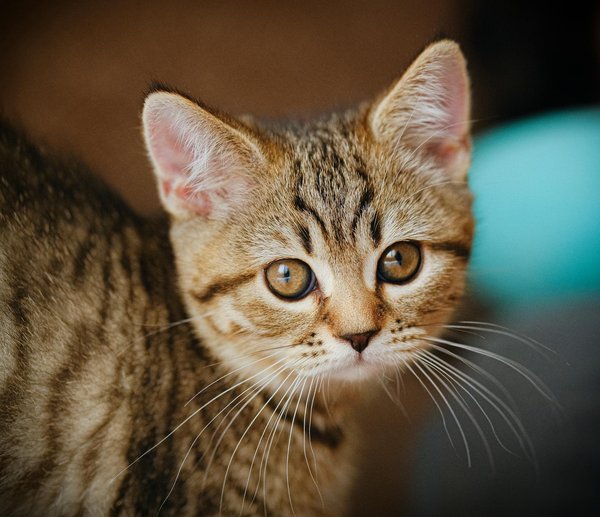 Hoe kun je de communicatie met je kat verbeteren?