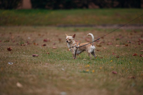Wat zijn de voordelen van natuurlijke kattenspeeltjes?