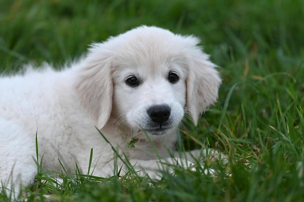 Hoe zorg je voor een gezonde voeding voor je cavia?